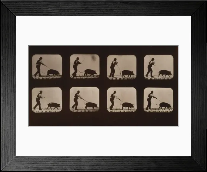 Framed Print : Boar, trotting Framed Print : Boar, trotting