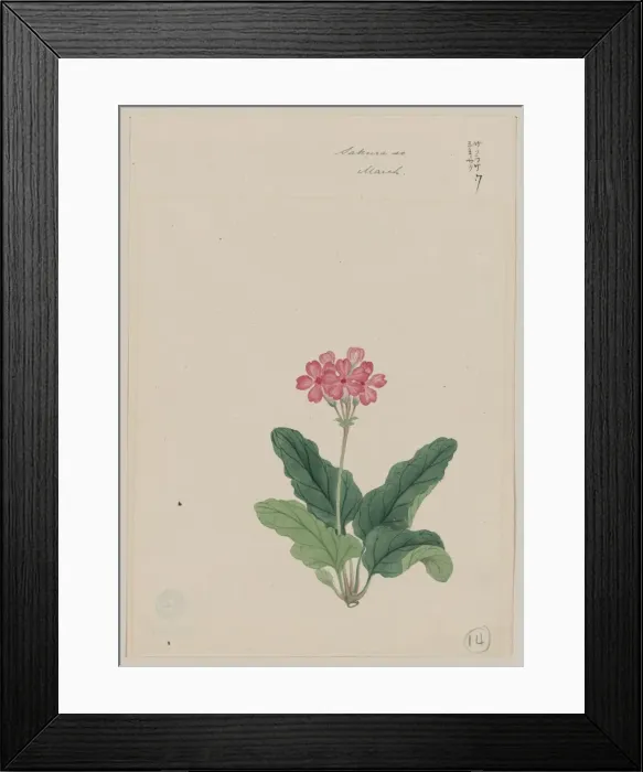 Framed Print : Sakura sou - March Framed Print : Sakura sou - March