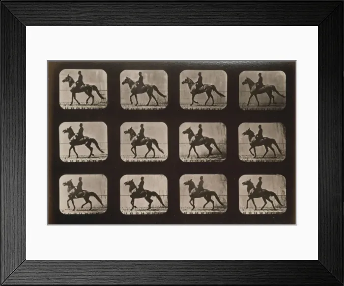 Framed Print : Horses. Walking, change to trotting Framed Print : Horses. Walking, change to trotting