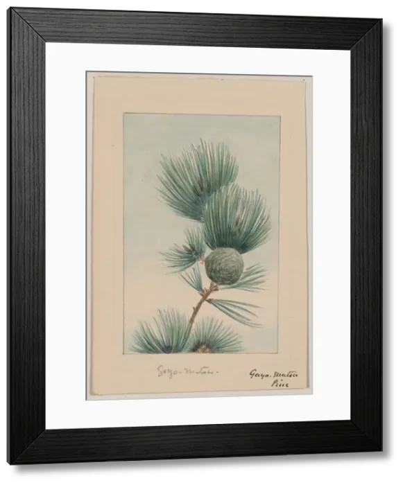 Framed Print : Gayo matsu pine Framed Print : Gayo matsu pine