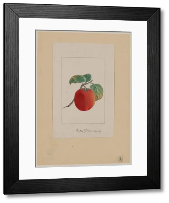 Framed Print : Kaki (persimmon) Framed Print : Kaki (persimmon)