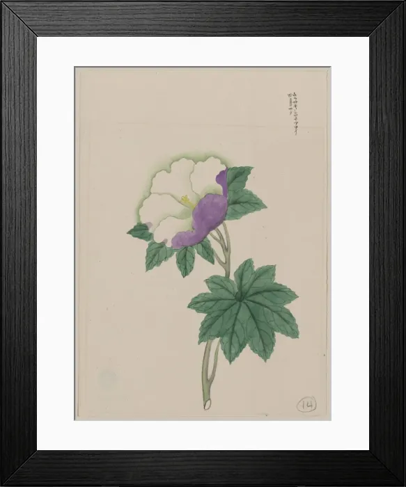 Framed Print : White and purple flower on stem with green leaves Framed Print : White and purple flower on stem with green leaves