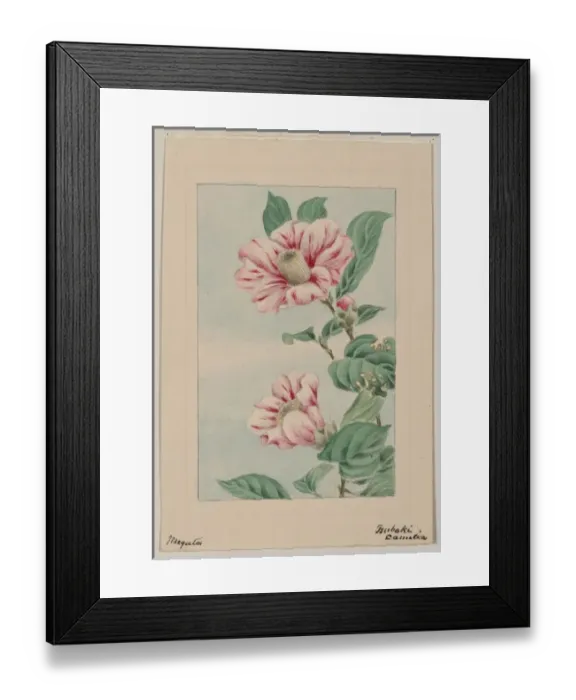 Framed Print : Tsubaki camelia i. e. camellia Framed Print : Tsubaki camelia i. e. camellia