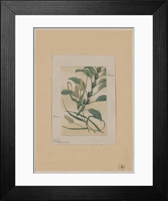 Framed Print : Awa - goma Framed Print : Awa - goma