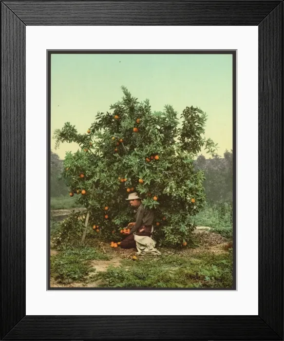 Framed Print : Picking oranges Framed Print : Picking oranges