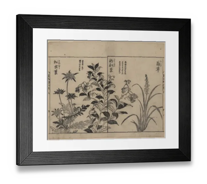 Framed Print : Japonica, bell flowers, and anemone Framed Print : Japonica, bell flowers, and anemone