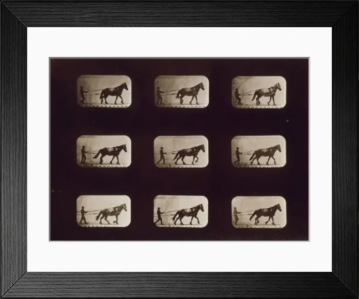 Framed Print : Horses. Irregular Framed Print : Horses. Irregular