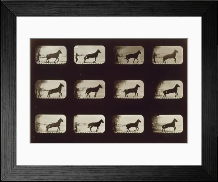 Framed Print : Horses. Irregular Framed Print : Horses. Irregular