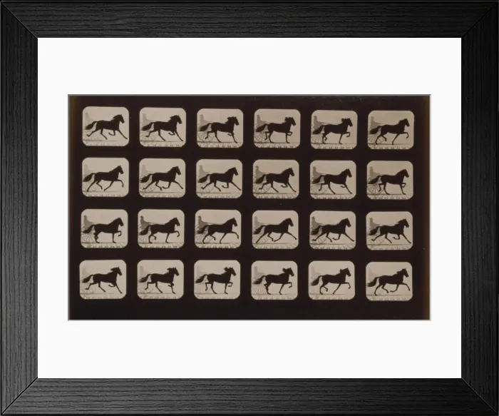 Framed Print : Horses. Trotting Framed Print : Horses. Trotting