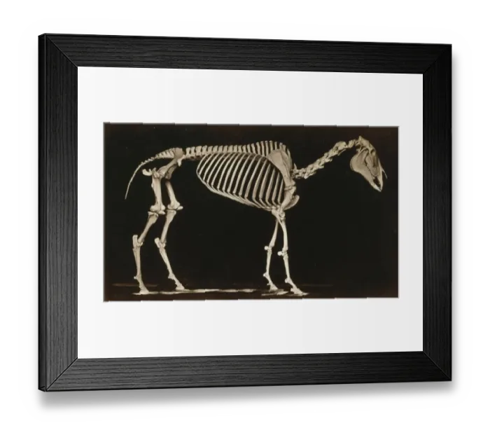 Framed Print : Skeleton of horse. Standing Framed Print : Skeleton of horse. Standing