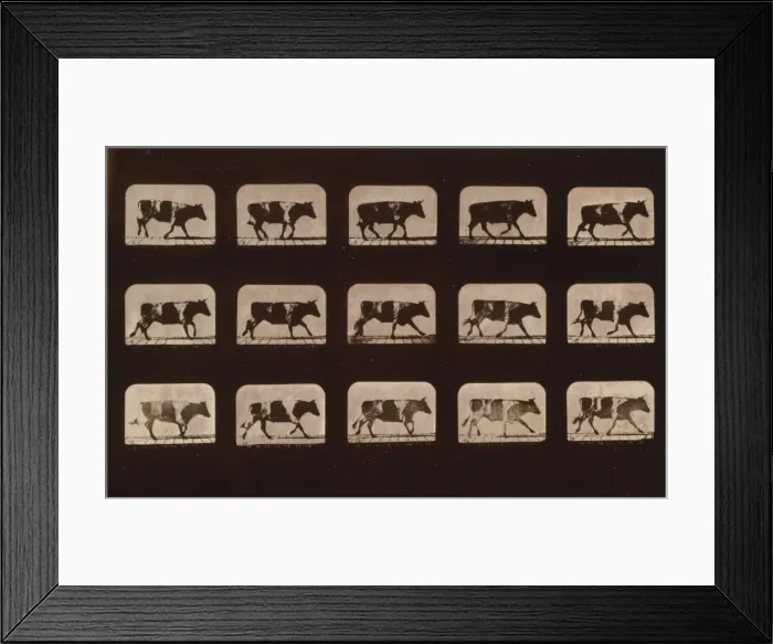 Framed Print : Ox, running Framed Print : Ox, running