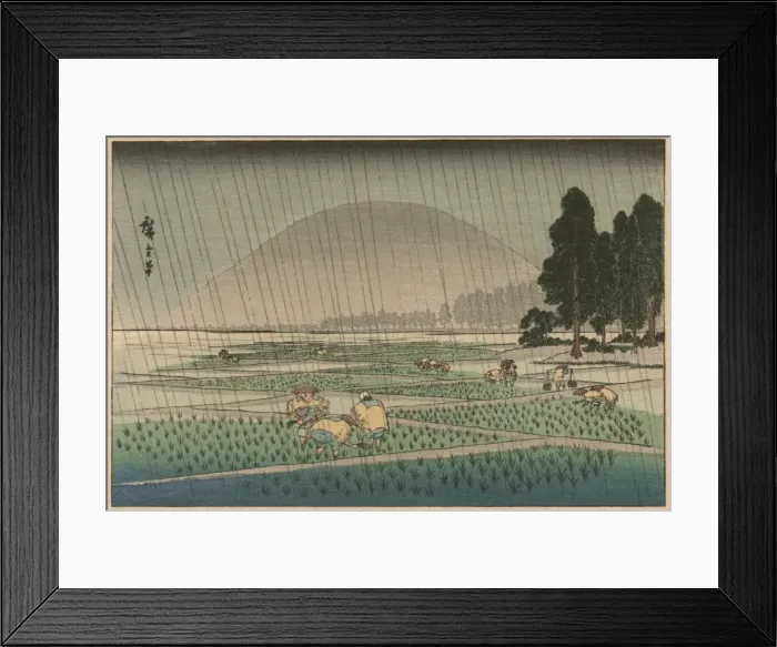 Framed Print : Rice planting in rain Framed Print : Rice planting in rain