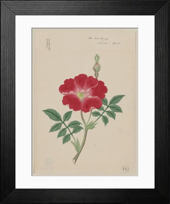 Framed Print : Hai kai kuwa - March-April Framed Print : Hai kai kuwa - March-April