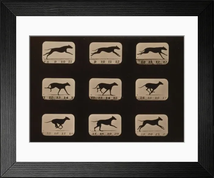 Framed Print : Greyhound, running Framed Print : Greyhound, running