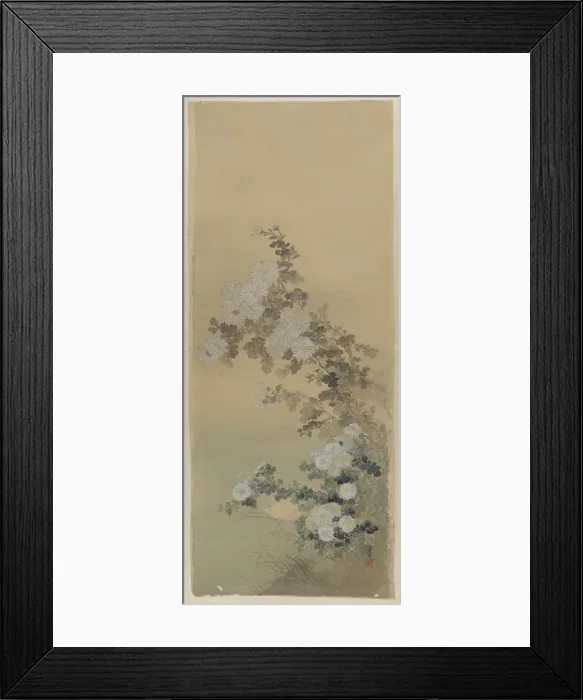 Framed Print : Chrysanthemums Framed Print : Chrysanthemums