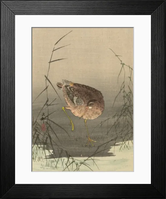 Framed Print : Snipe bird in reeds Framed Print : Snipe bird in reeds