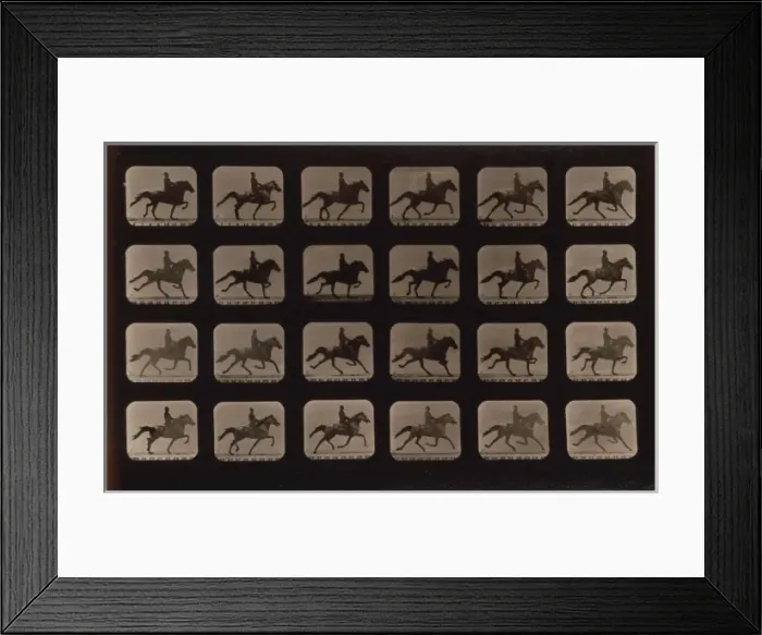 Framed Print : Horses. Trotting Framed Print : Horses. Trotting