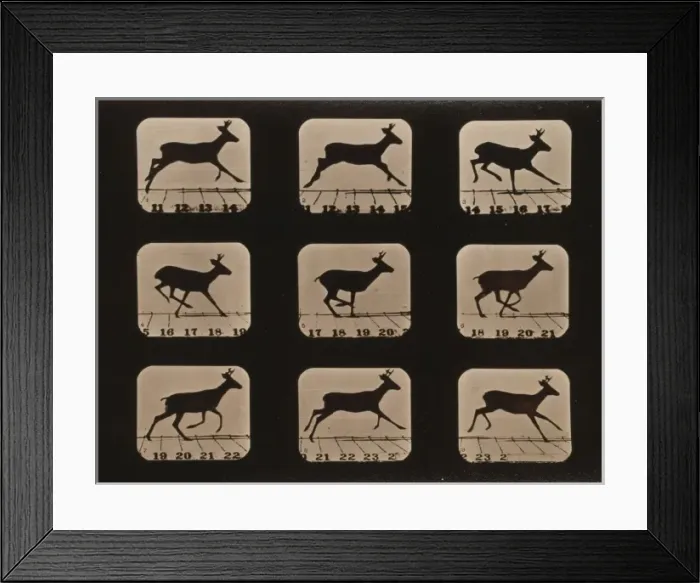 Framed Print : Deer, running Framed Print : Deer, running