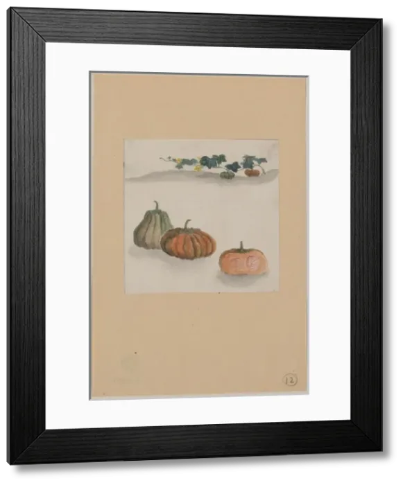 Framed Print : Kabocha squash with plant growing in the background Framed Print : Kabocha squash with plant growing in the background