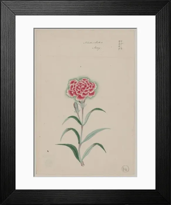 Framed Print : Nadeshiko - May