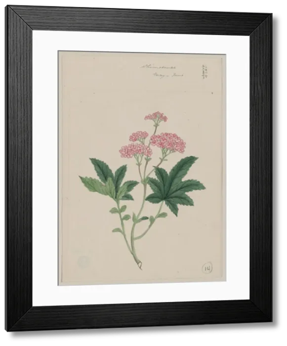 Framed Print : Shimotsuke - May-June Framed Print : Shimotsuke - May-June