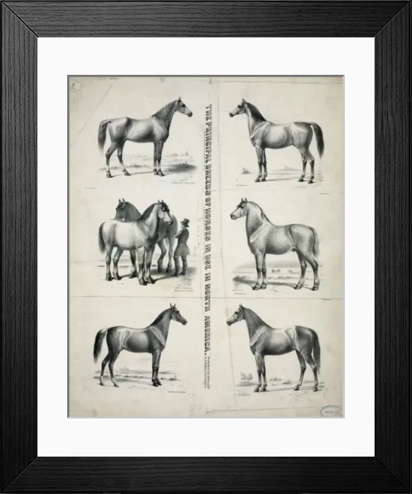 Framed Print : The Principal breeds of horses in use in North America Framed Print : The Principal breeds of horses in use in North America