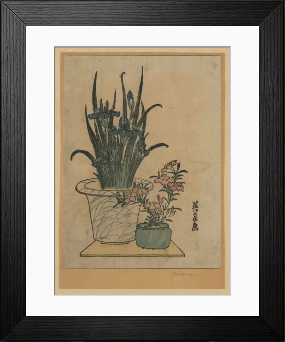 Framed Print : Potted irises and pinks Framed Print : Potted irises and pinks