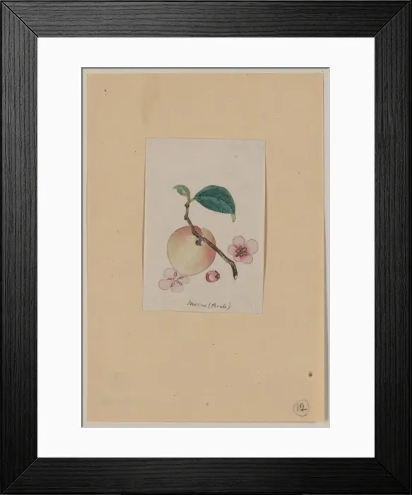 Framed Print : Momo (peach) Framed Print : Momo (peach)