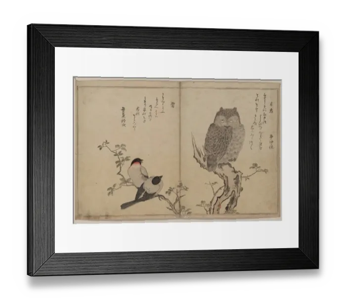 Framed Print : Bullfinch and horned owl Framed Print : Bullfinch and horned owl