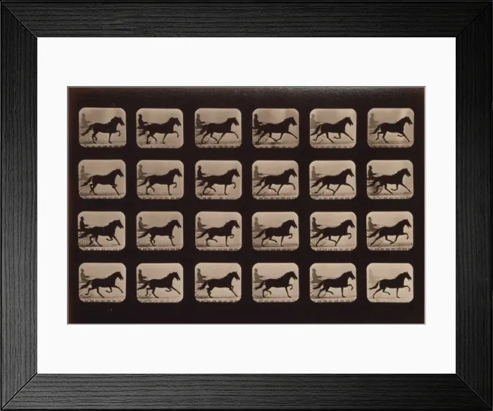 Framed Print : Horses. Pacing Framed Print : Horses. Pacing