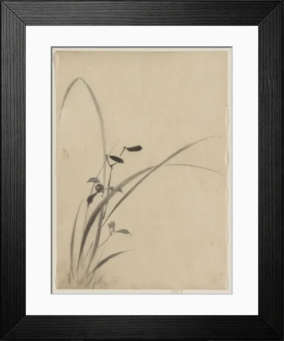 Framed Print : Grasses. Date between 1830 and 1850 Framed Print : Grasses. Date between 1830 and 1850
