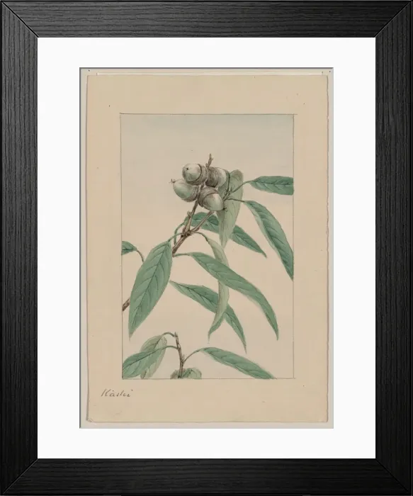 Framed Print : Kashi. Drawing shows a branch of a kashi, or evergreen oak tree, with leaves and acorns Framed Print : Kashi. Drawing shows a branch of a kashi, or evergreen oak tree, with leaves and acorns