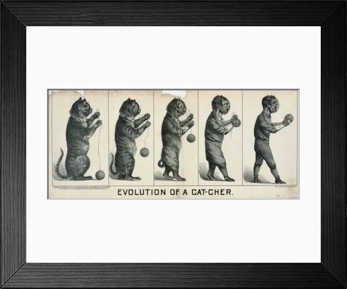 Framed Print : Evolution of a cat-cher Framed Print : Evolution of a cat-cher