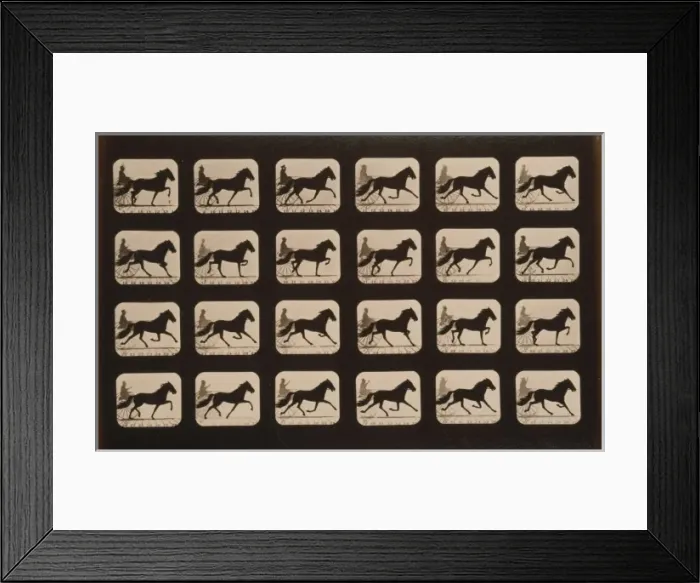 Framed Print : Horses. Trotting Framed Print : Horses. Trotting