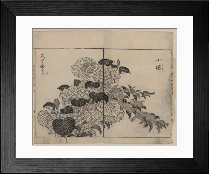 Framed Print : Blossoms from two kinds of hydrangea Framed Print : Blossoms from two kinds of hydrangea