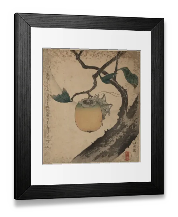 Framed Print : Grasshopper eating persimmon Framed Print : Grasshopper eating persimmon