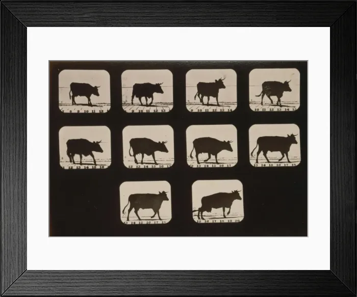 Framed Print : Cow, irregular Framed Print : Cow, irregular