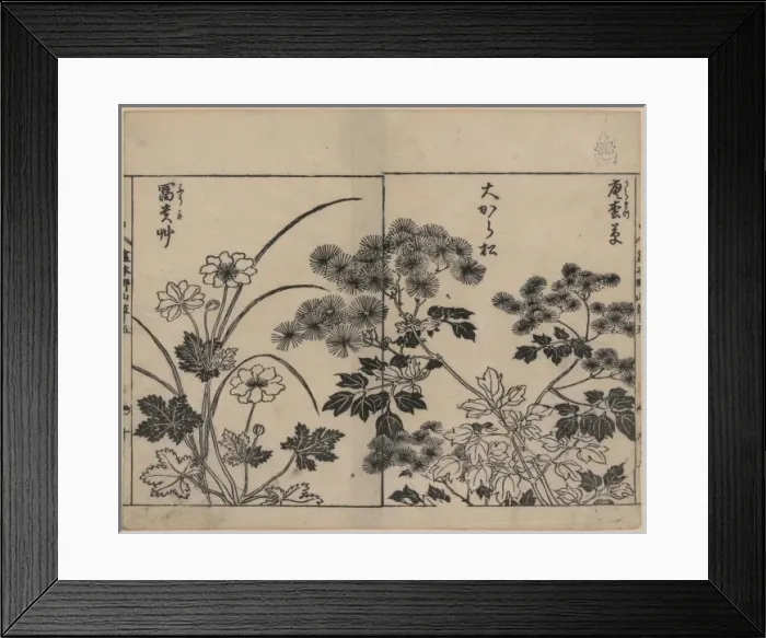 Framed Print : Two kinds of pine needle flowers and a kind of anemone Framed Print : Two kinds of pine needle flowers and a kind of anemone