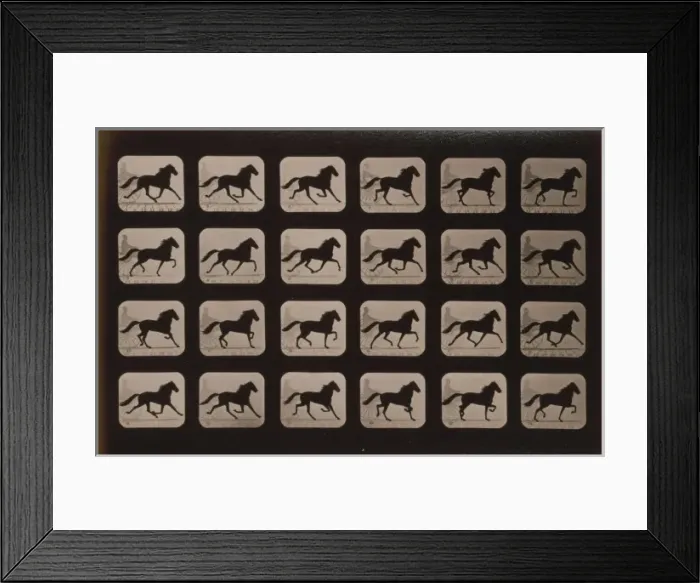 Framed Print : Horses. Trotting