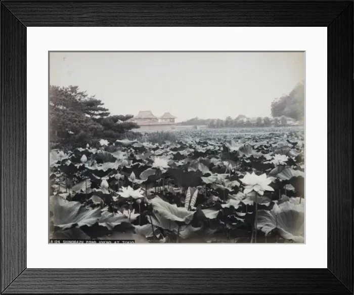 Framed Print : Shinobazu pond, Uyeno at Tokio Framed Print : Shinobazu pond, Uyeno at Tokio
