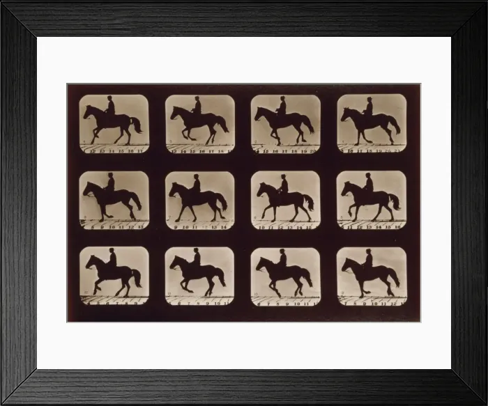Framed Print : Horses. Cantering Framed Print : Horses. Cantering