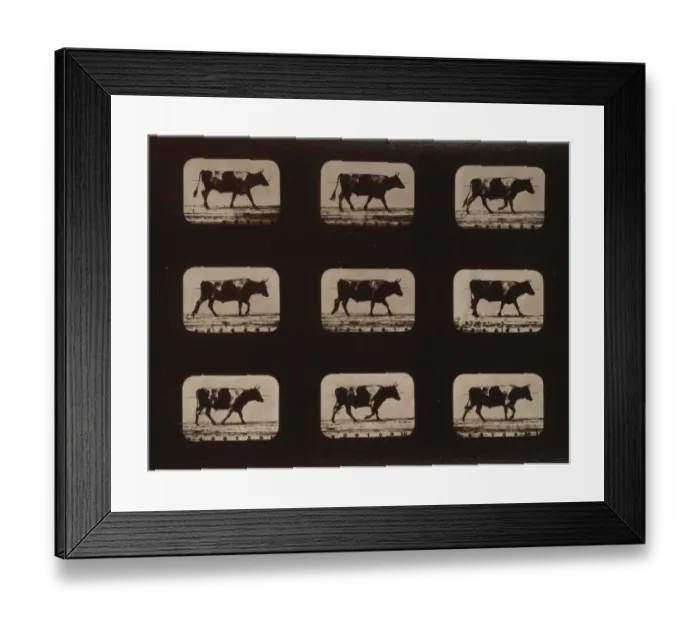 Framed Print : Ox, walking Framed Print : Ox, walking