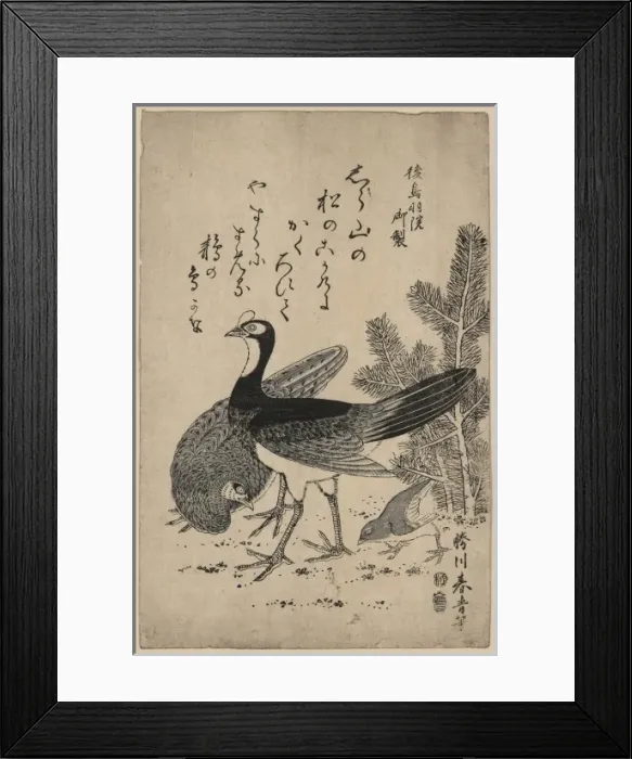 Framed Print : Wildfowl and pine Framed Print : Wildfowl and pine