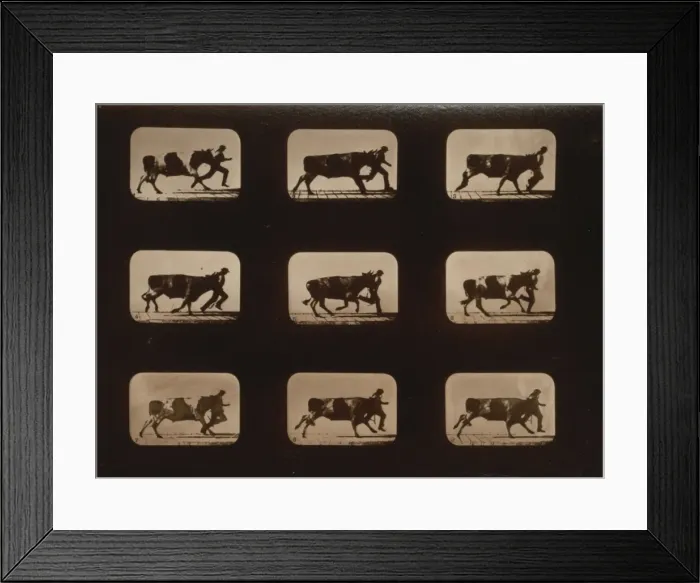 Framed Print : Ox, running, irregular Framed Print : Ox, running, irregular