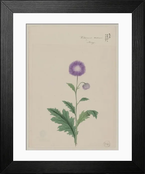 Framed Print : Kitsune azami - May Framed Print : Kitsune azami - May