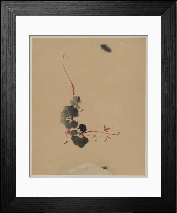 Framed Print : Vine with blossoms Framed Print : Vine with blossoms