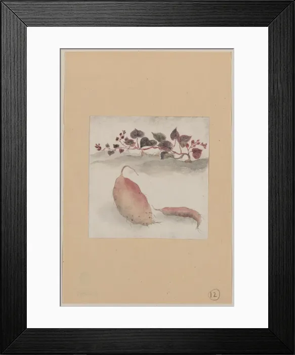 Framed Print : Sweet potato or yam with plant growing in the background Framed Print : Sweet potato or yam with plant growing in the background