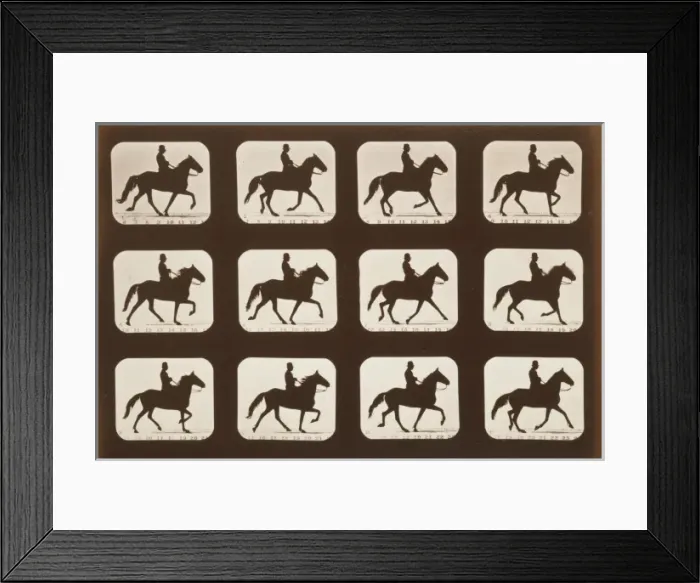 Framed Print : Horses. Ambling or single foot Framed Print : Horses. Ambling or single foot