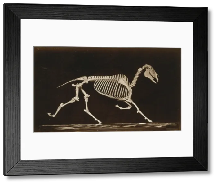 Framed Print : Skeleton of horse. Trotting. Nearing the ground Framed Print : Skeleton of horse. Trotting. Nearing the ground
