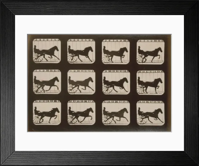 Framed Print : Horses. Trotting Framed Print : Horses. Trotting